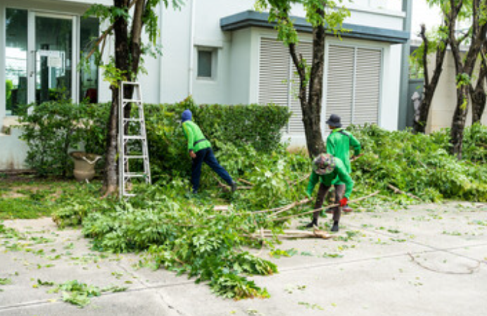 treeRemoval.image.alt